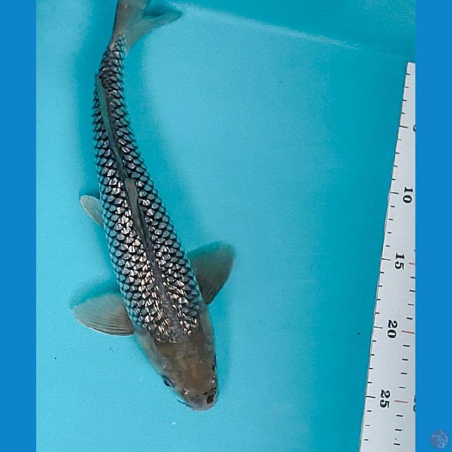 soragoi ginrin 31cm male