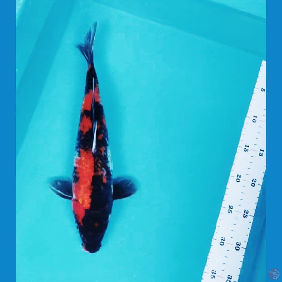showa 33cm fm