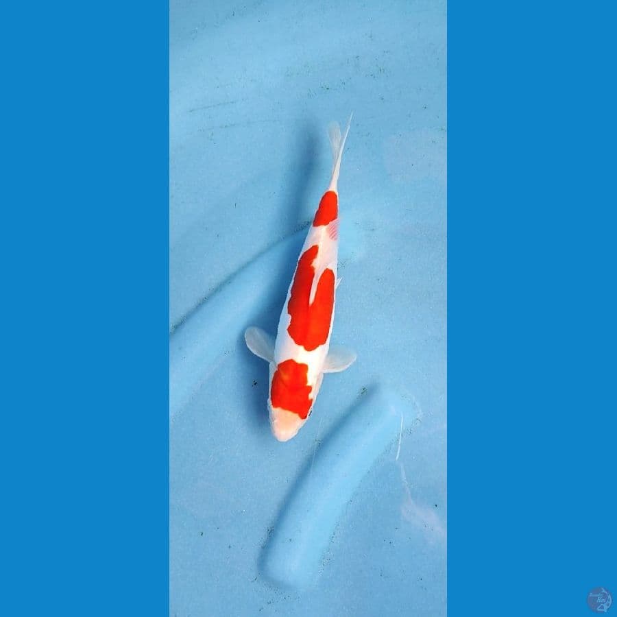 doitsu murni _ 23 cm