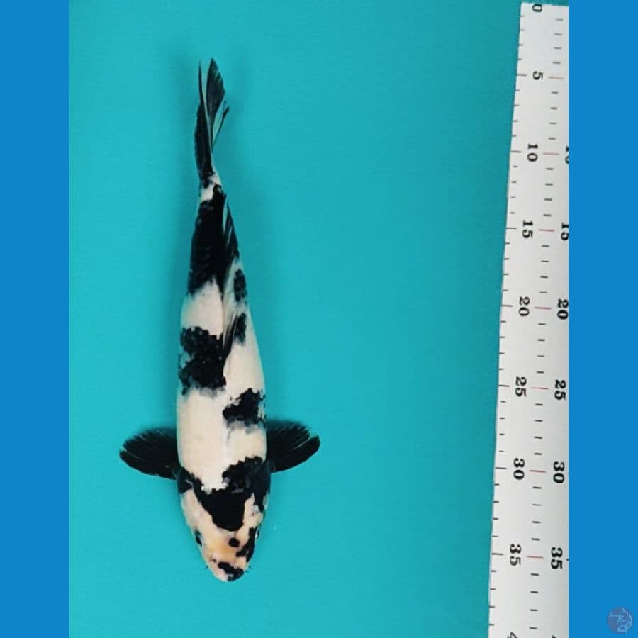 shiro strong 29cm