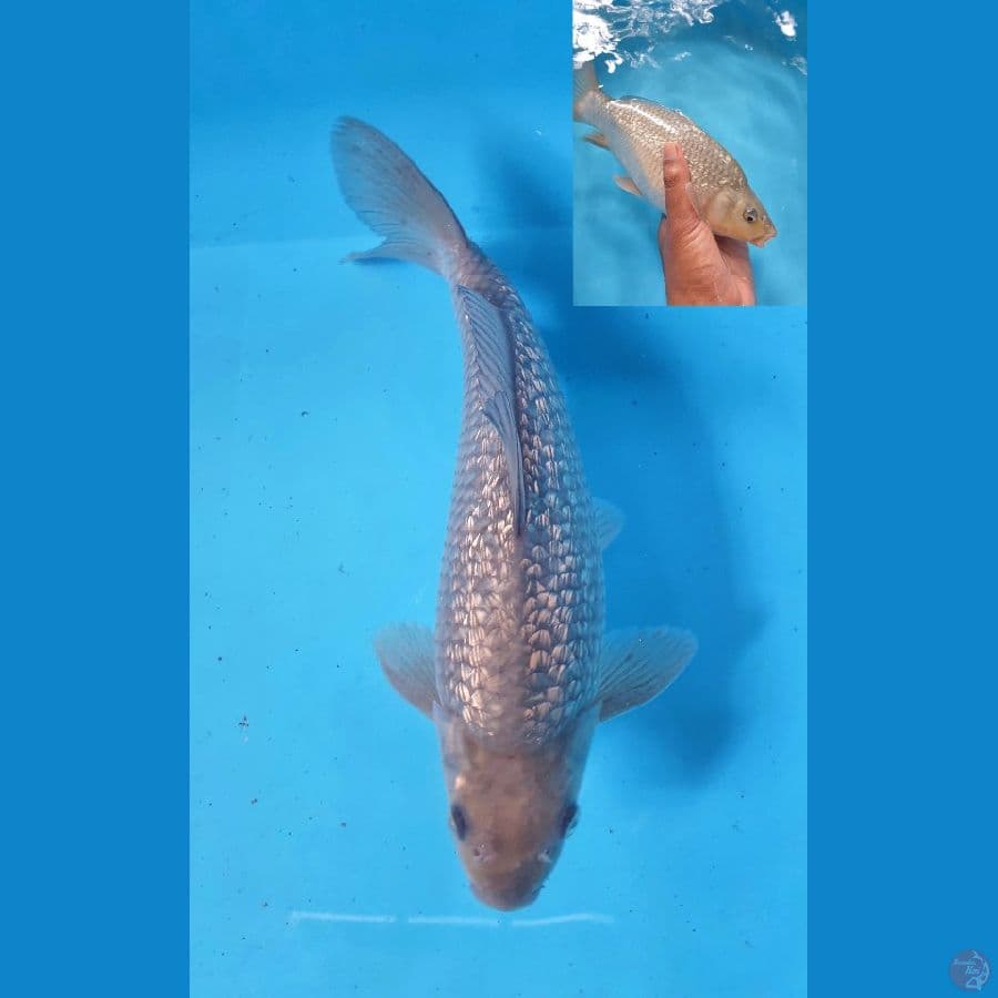 soragoi ginrin 26 cm punuk bulky