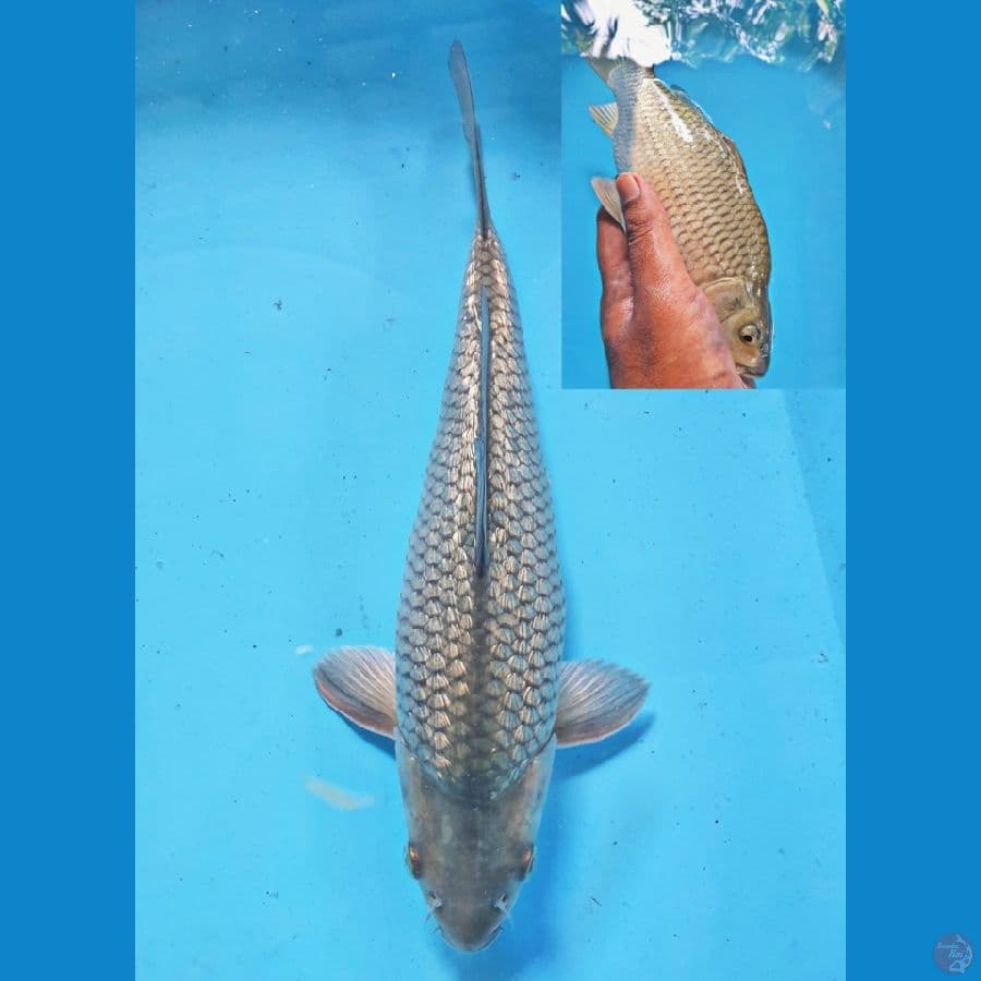 soragoi ginrin 24 cm bulky punuk
