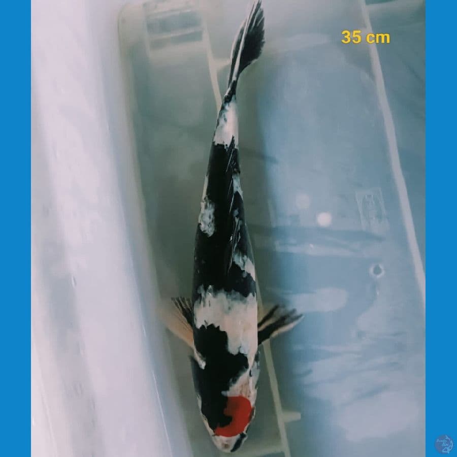 *TANCHO SHOWA//35 CM*