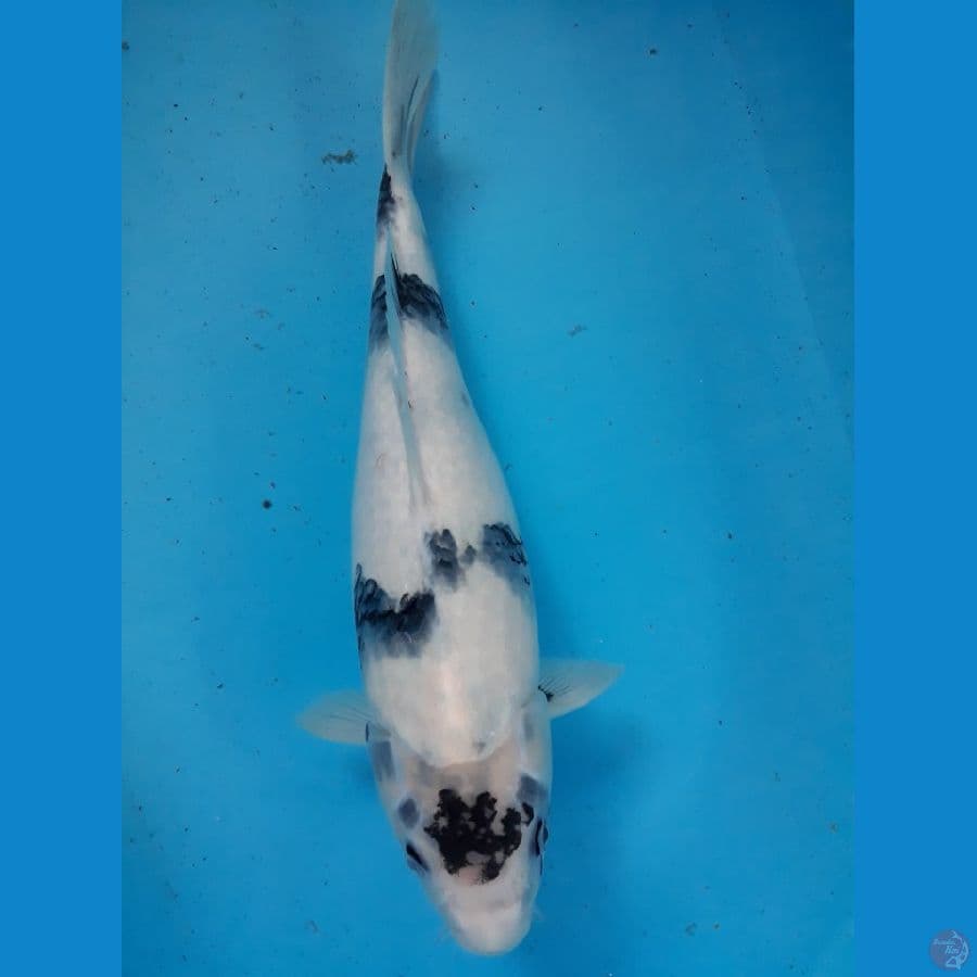 tategoi shiro white snow 35 cm female