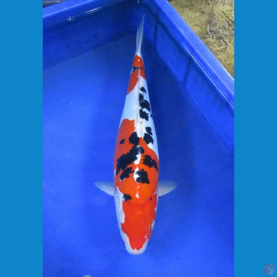 doitsu sanke ±38cm