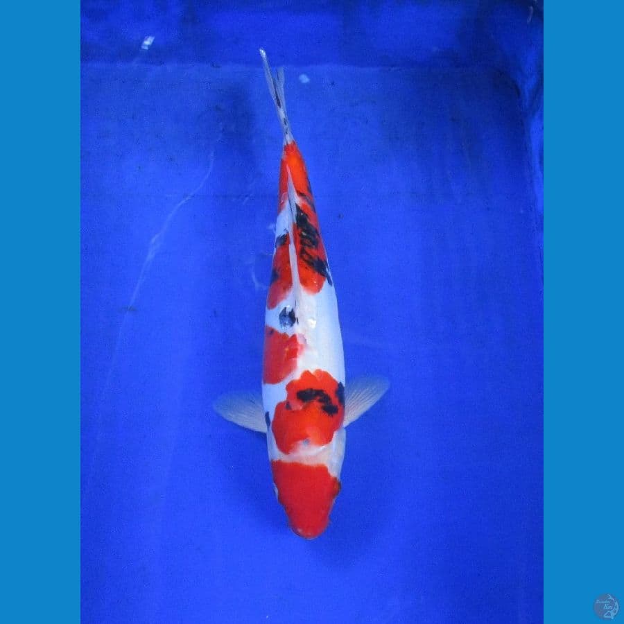doitsu sanke ±32cm