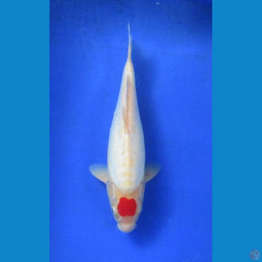 tancho doitsu ±35cm