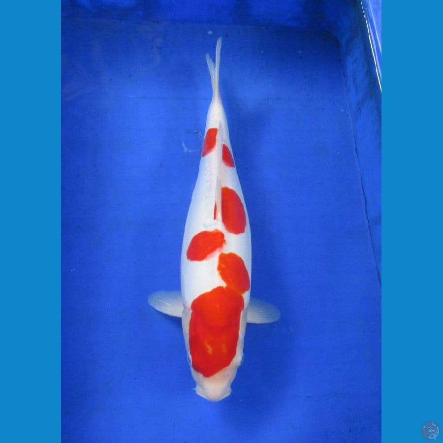Doitsu kohaku ±39cm