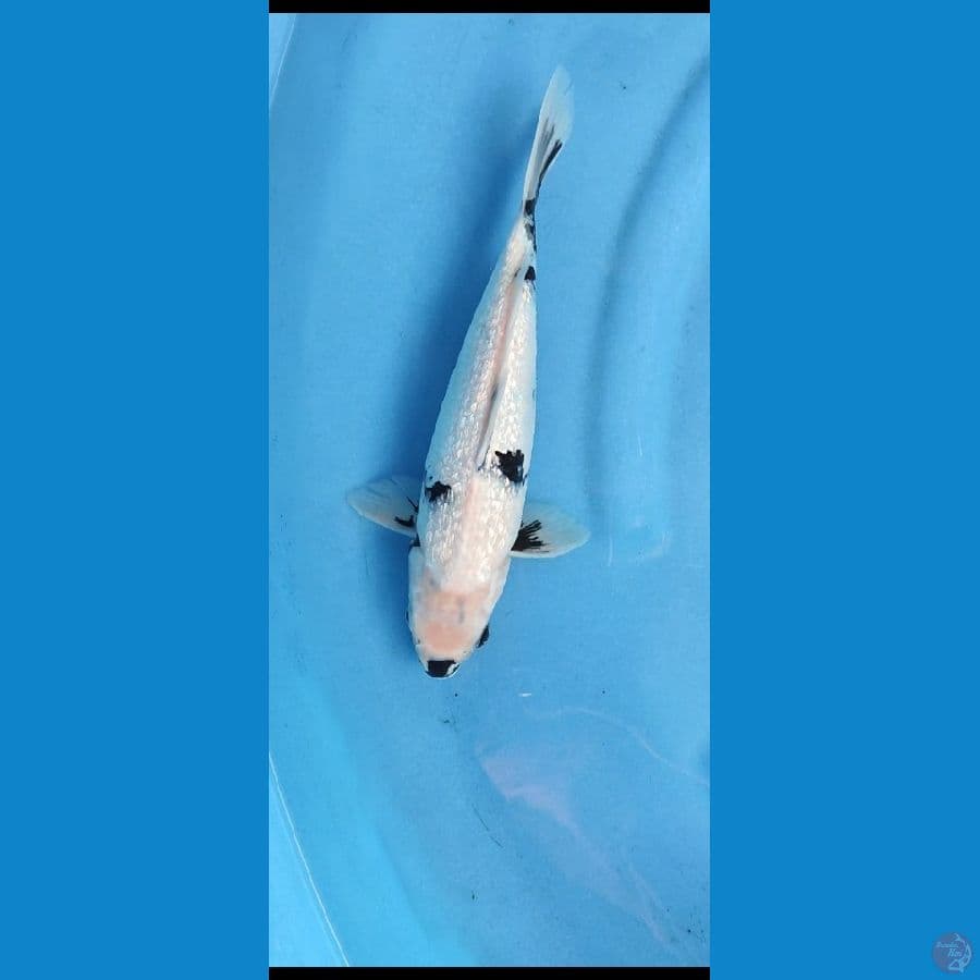 Bahan keep grindrin shiro _ 30 cm. famale