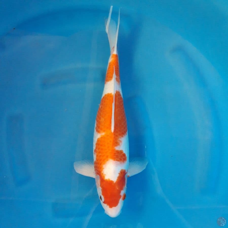 Kohaku 41cm Female