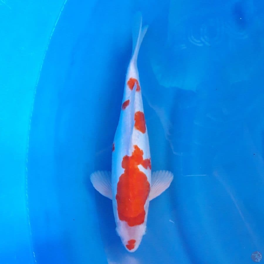 Doitsu Kohaku Male Ori 33cm