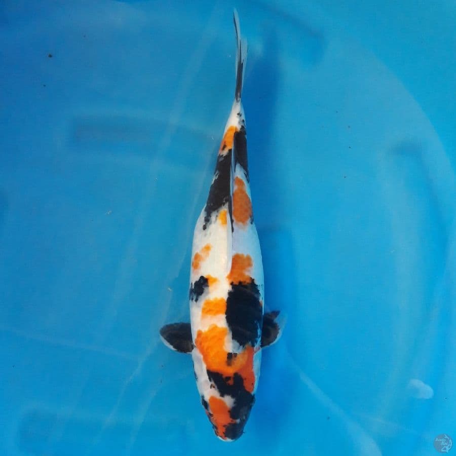 Showa Female 38cm