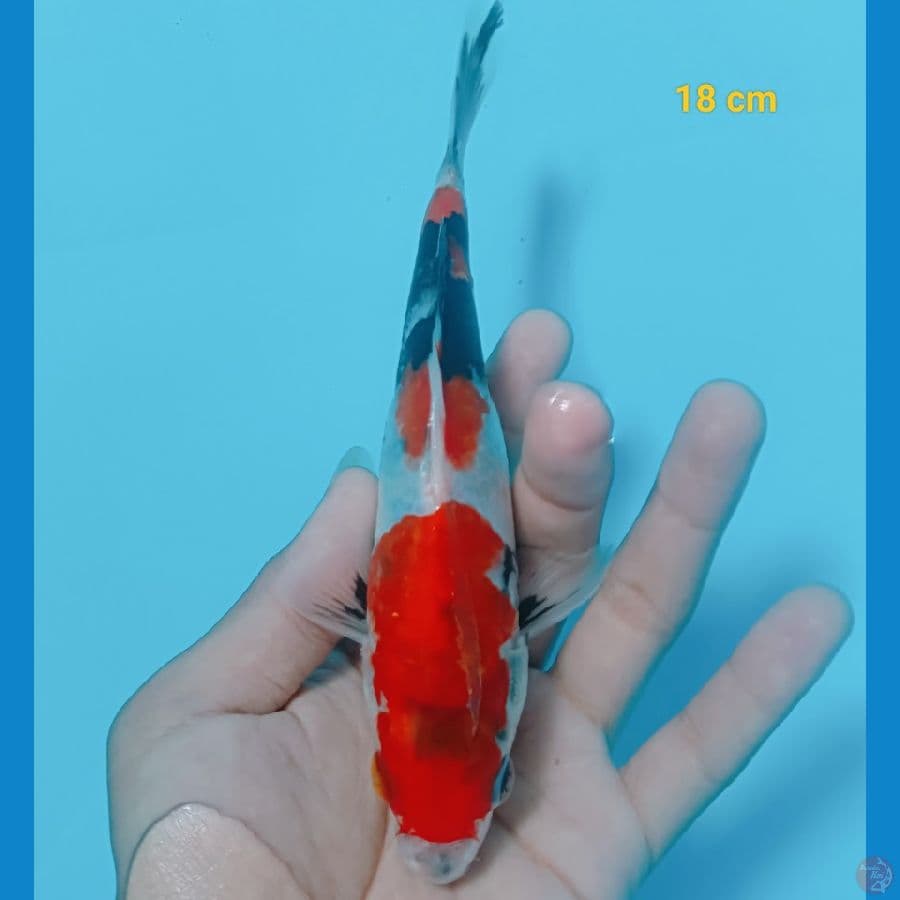 Minion male 18 cm