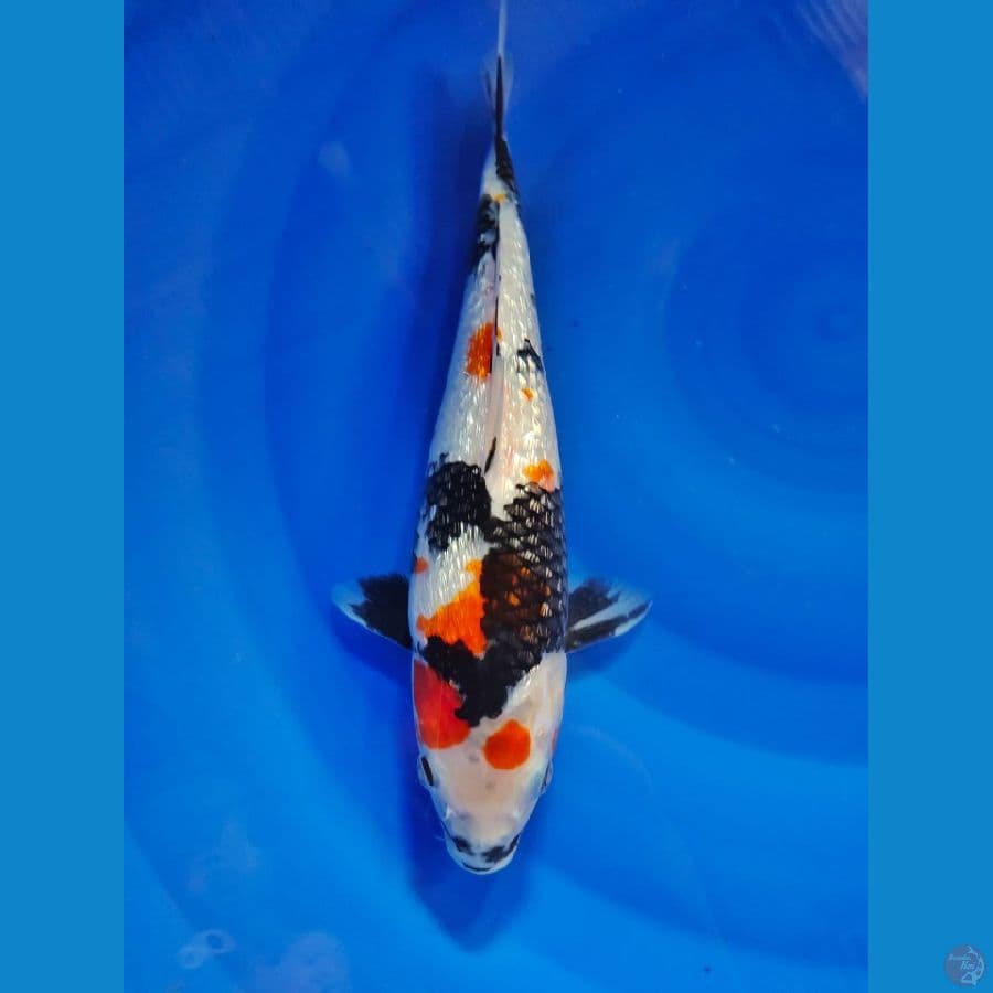 kindai showa ginrin 32cm