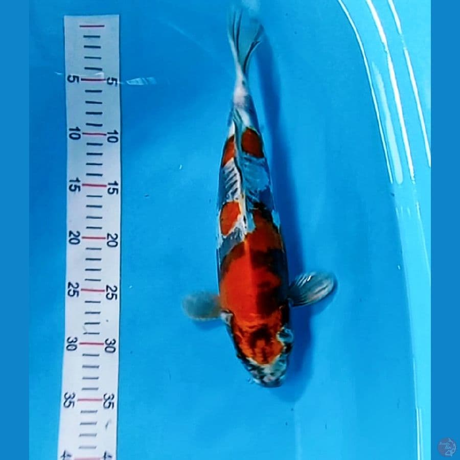 kikoryu 32 cm female