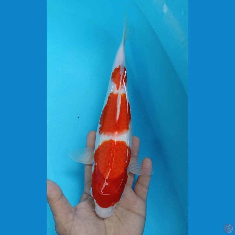kohaku 31cm