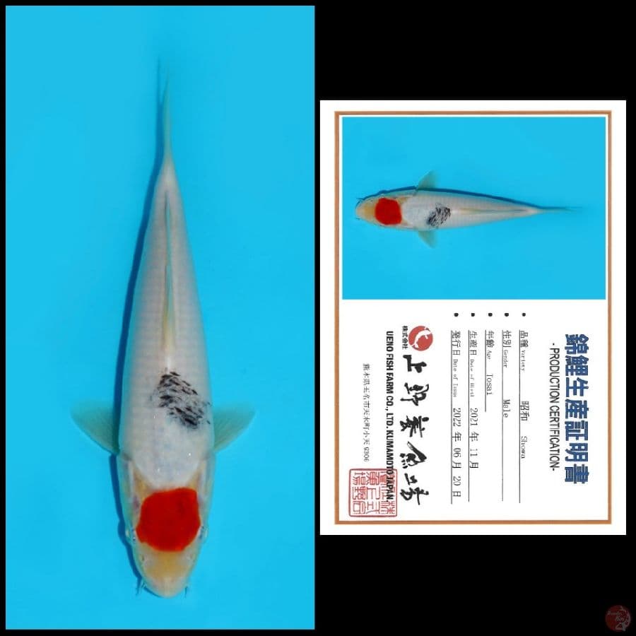 1. TANCHO SHOWA UENO, 20CM