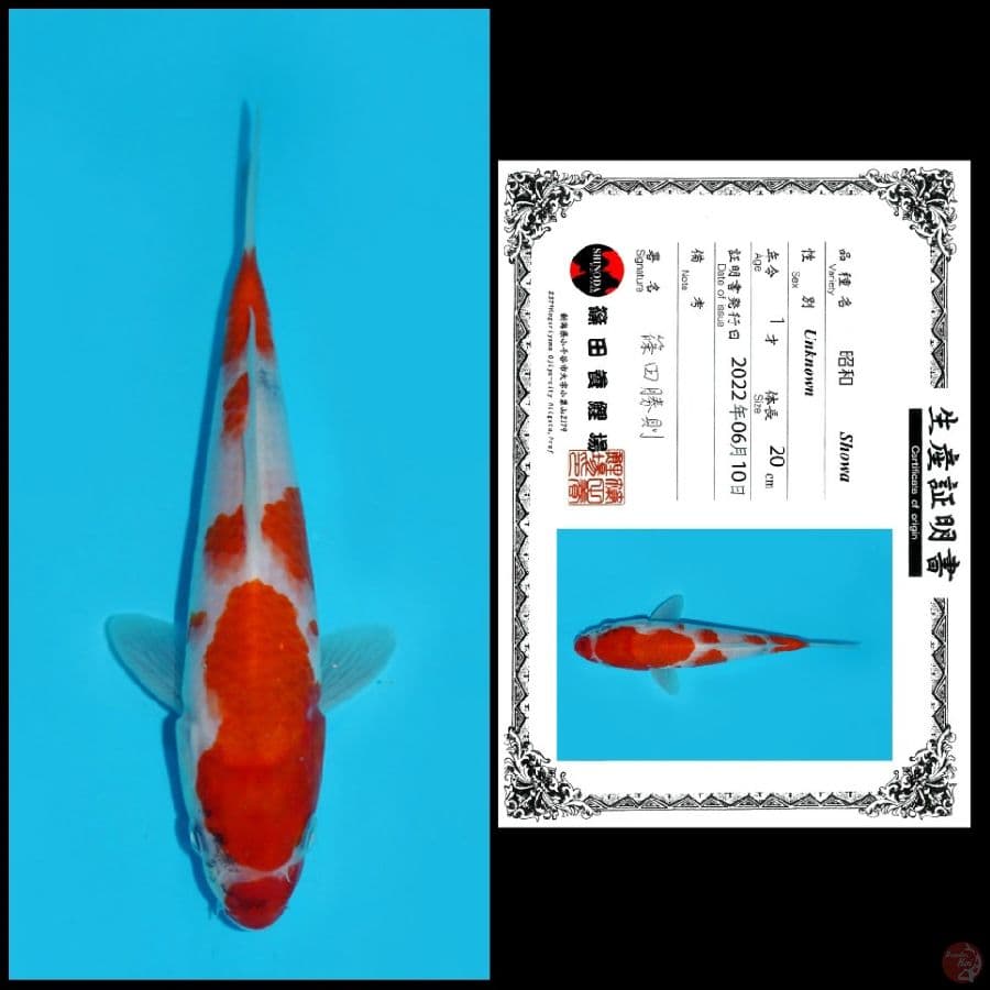 3. SHOWA SHINODA, 20CM