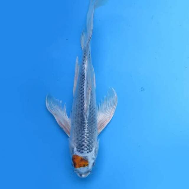 Kumpay 32 cm