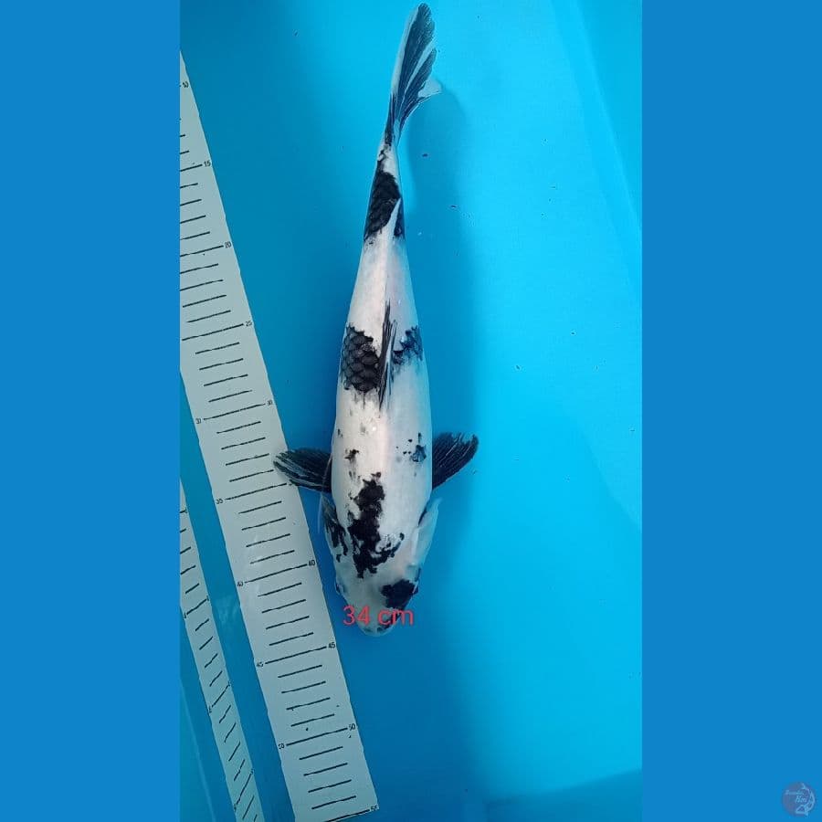 shiro 33 cm