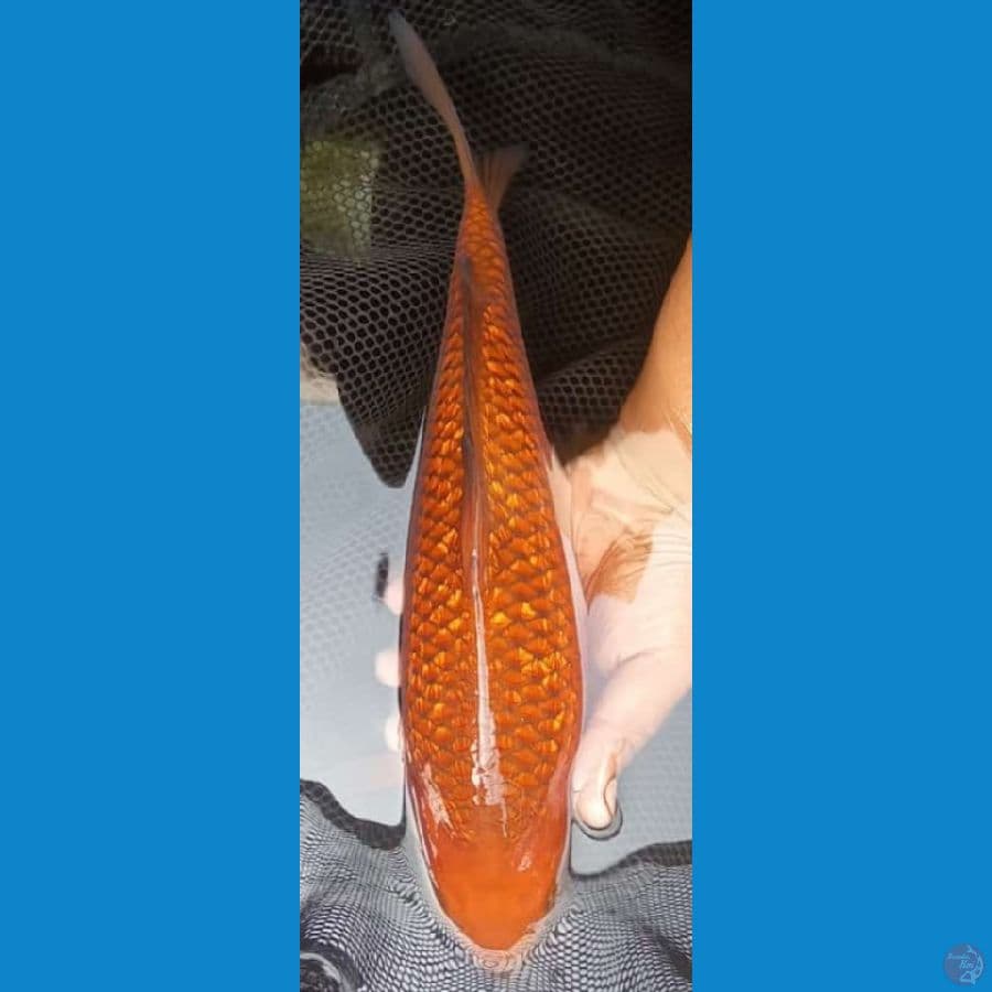 chagoi ginrin 33 cm