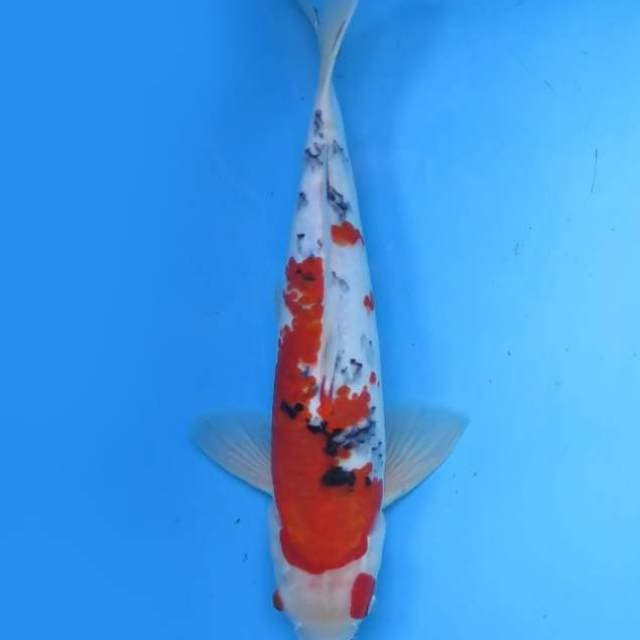 Sanke 35 cm