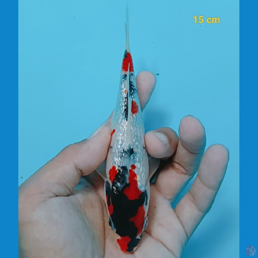 Ginrin 15 cm