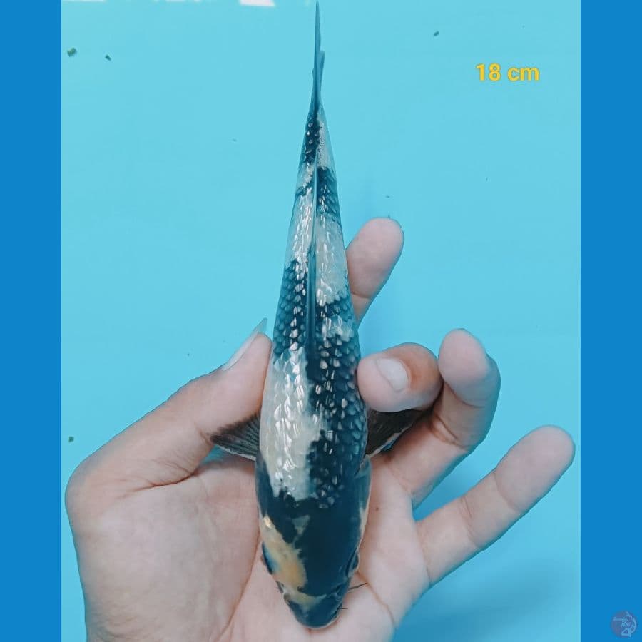 Ginrin 18 cm