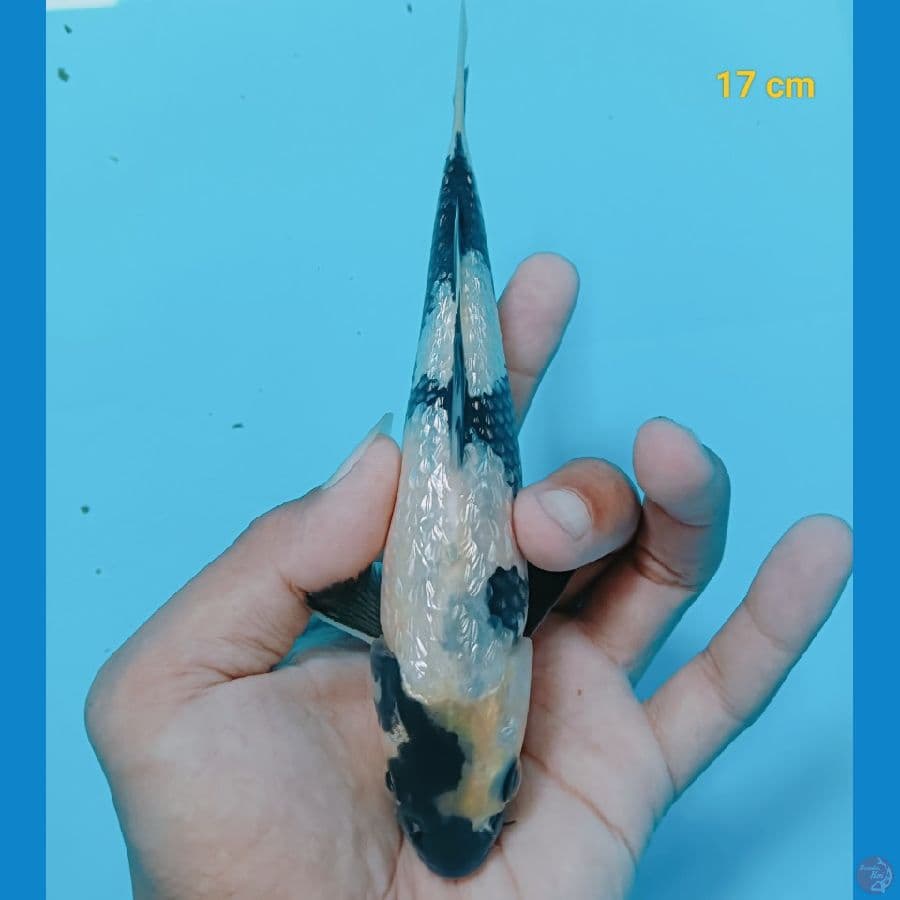 Ginrin 17 cm