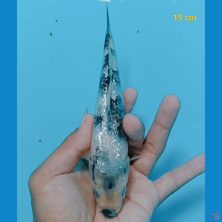 Ginrin 19 cm