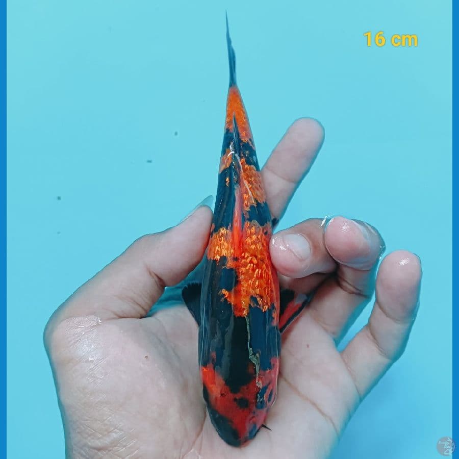 Ginrin 16 cm