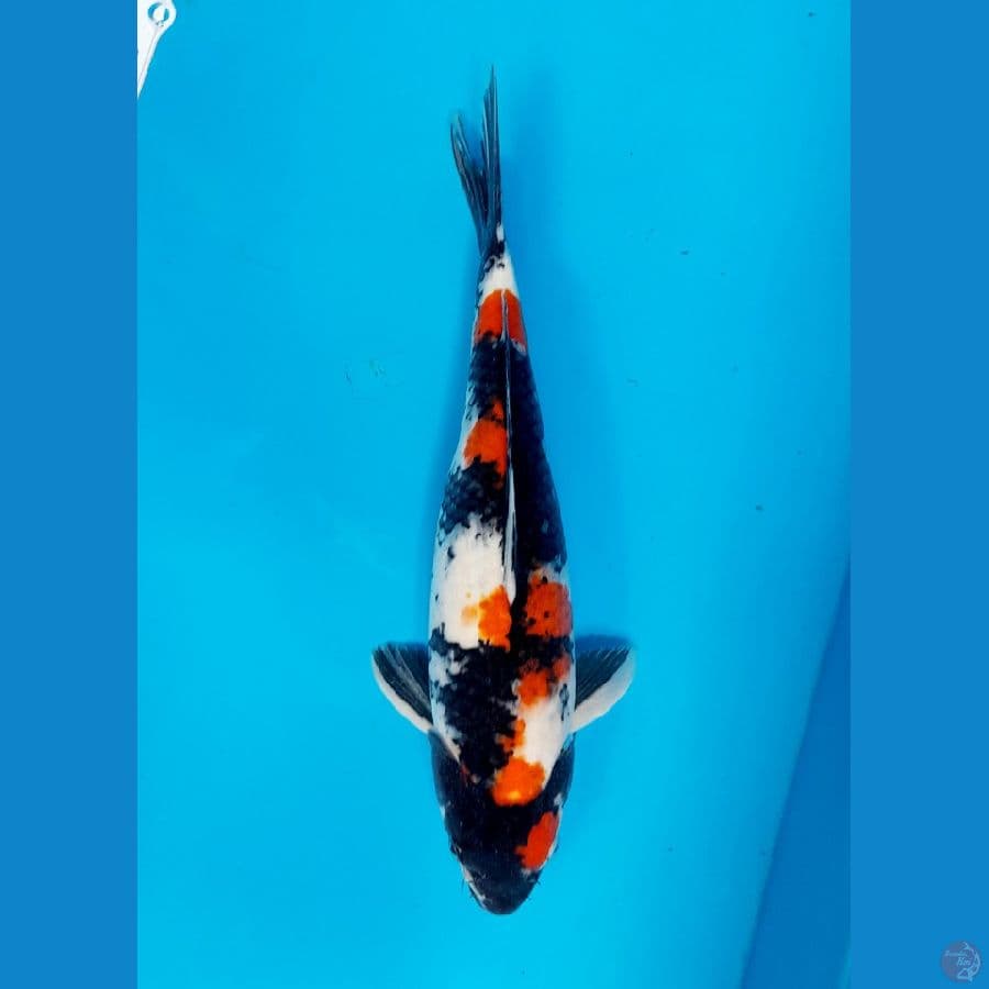 showa 39cm
