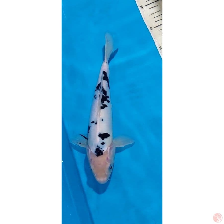 BEKKO DOITSU 28 CM