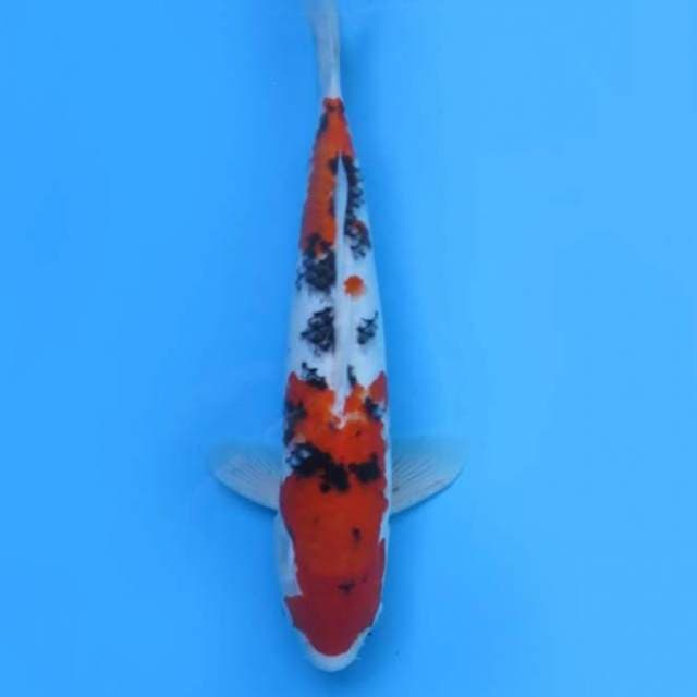 Sanke nidan 32 cm
