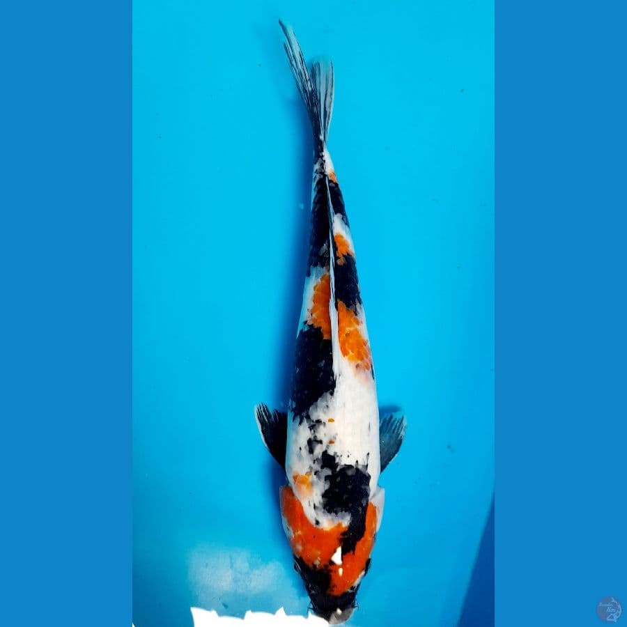showa 40cm
