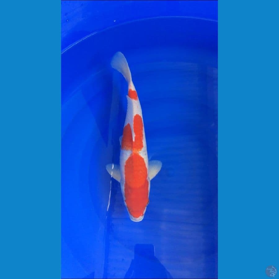 KOHAKU 39CM
