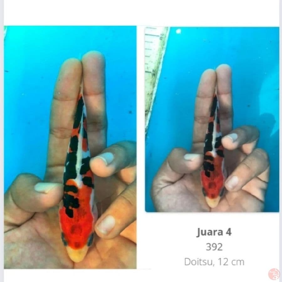 showa doitsu SQ + Serti juara