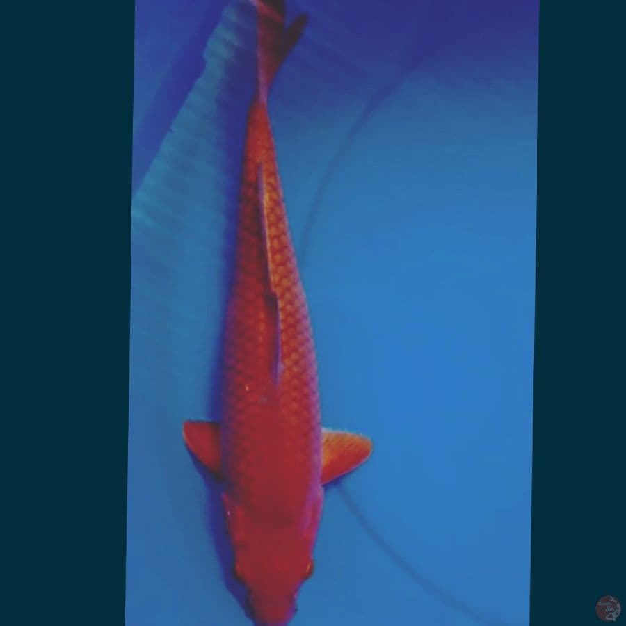 CHAGOI TEMBAGA 51 CM