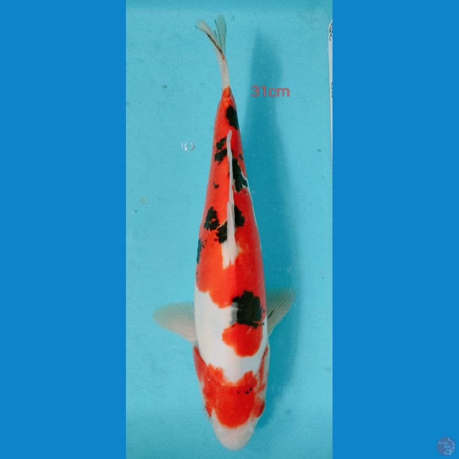 SANKE DOIT 31 CM