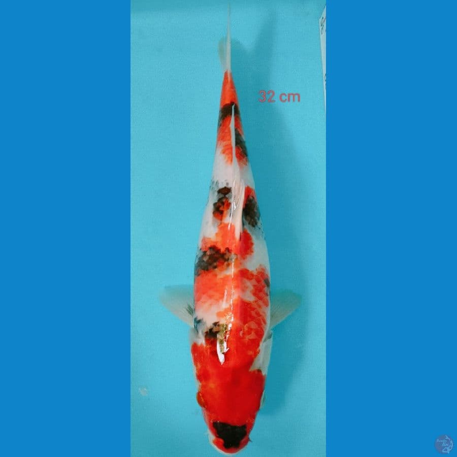SHOWA 32 cm