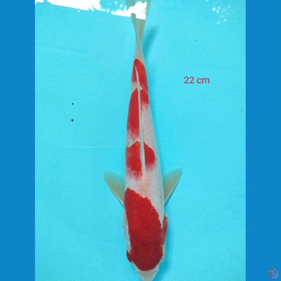 KOHAKU 22 cm