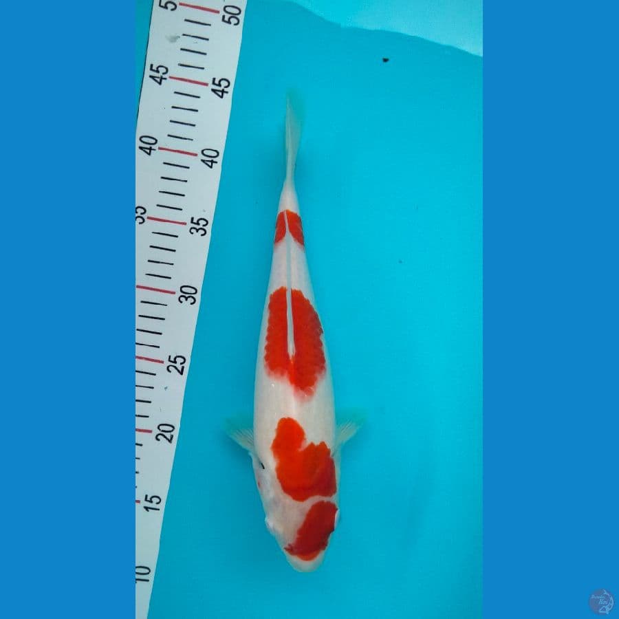 kohaku size 31