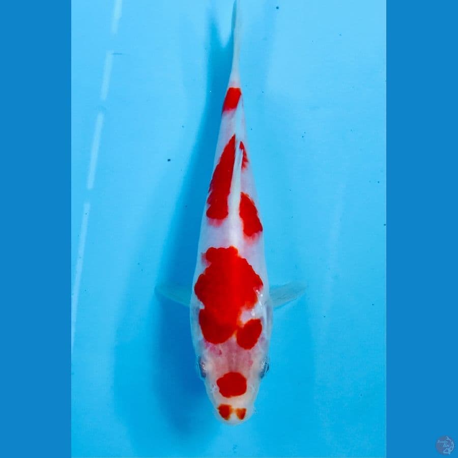 kohaku 18cm