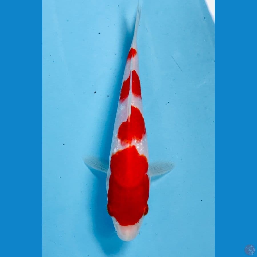 kohaku 18cm