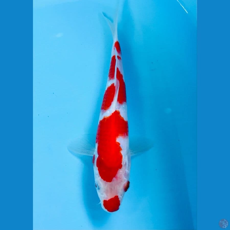 kohaku 22cm