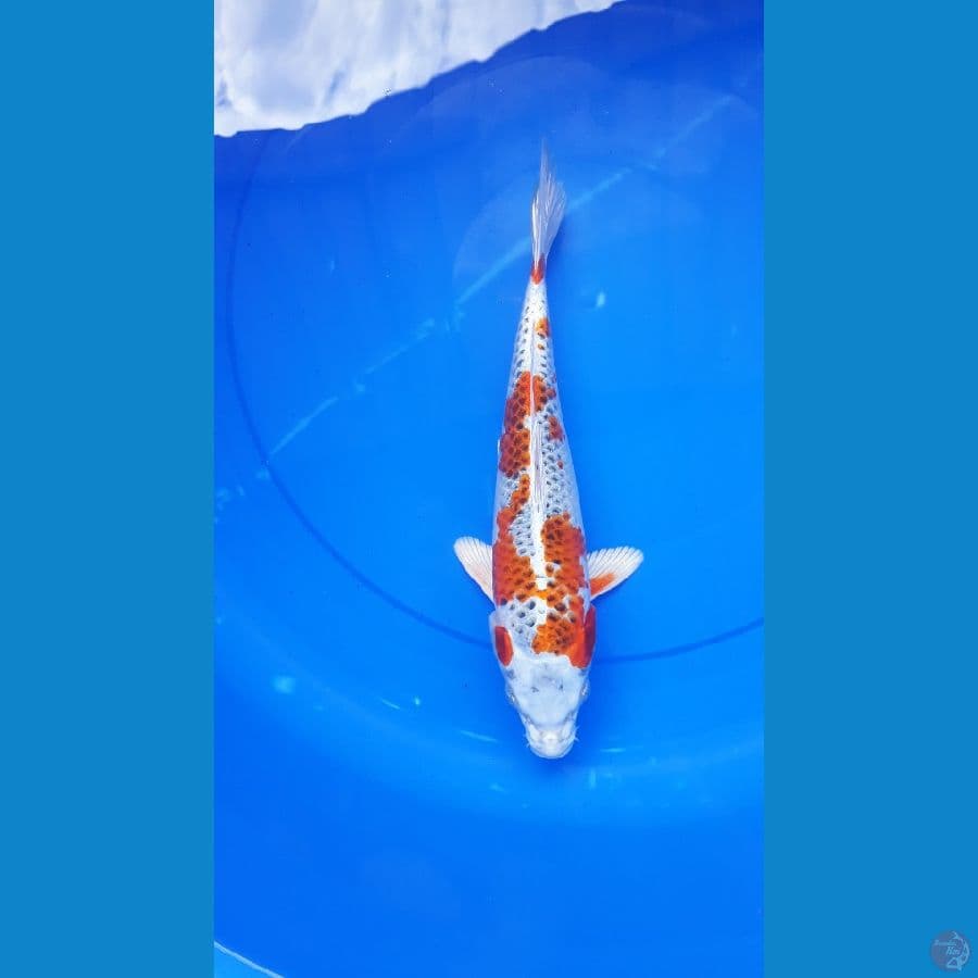 kujaku 30cm