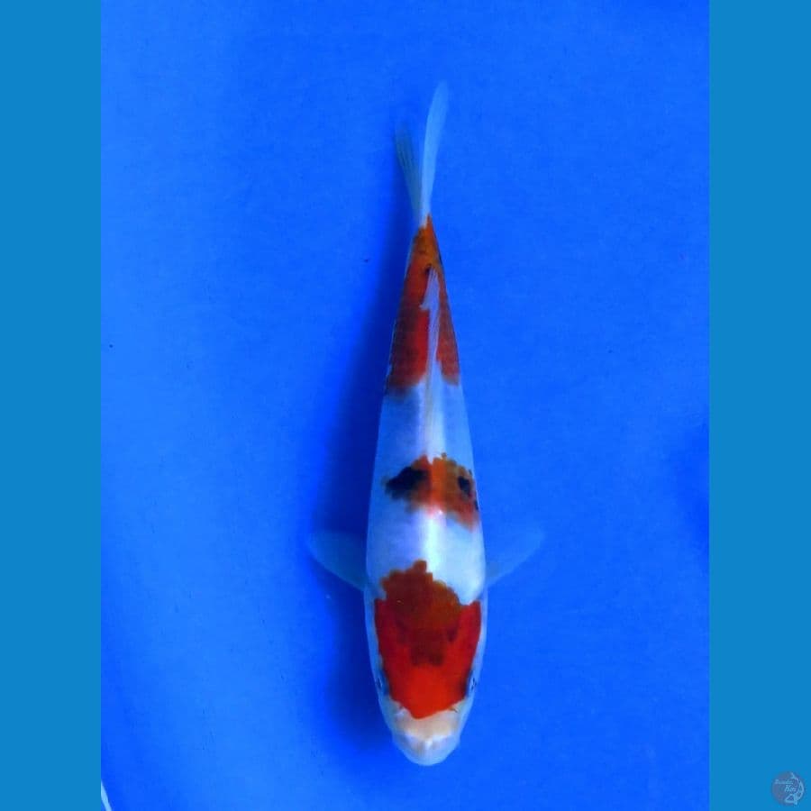 Showa F1 18cm