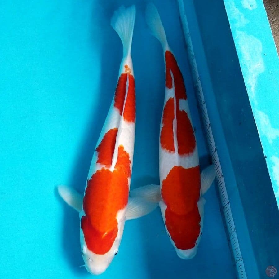 KOHAKU 54-52 CM