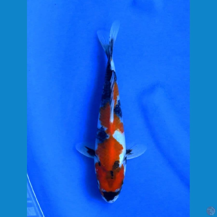 24cm , Showa f1 Tategoi