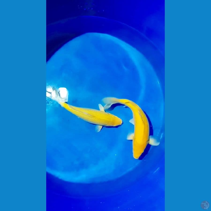 karasi lemon 38 40.cm